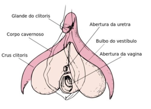 cirurgia-intima_06
